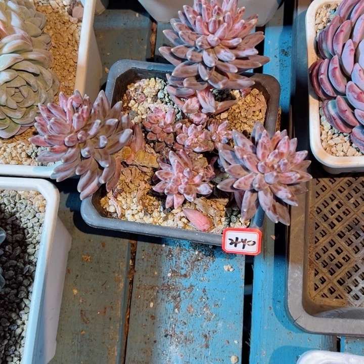 麦*精品多肉植物老桩