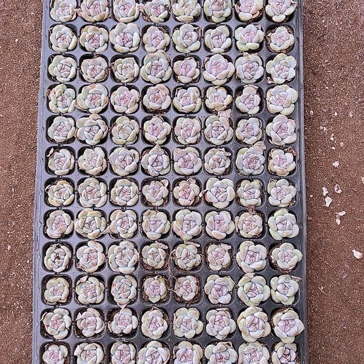 128颗全单头星影石榴汁！！！