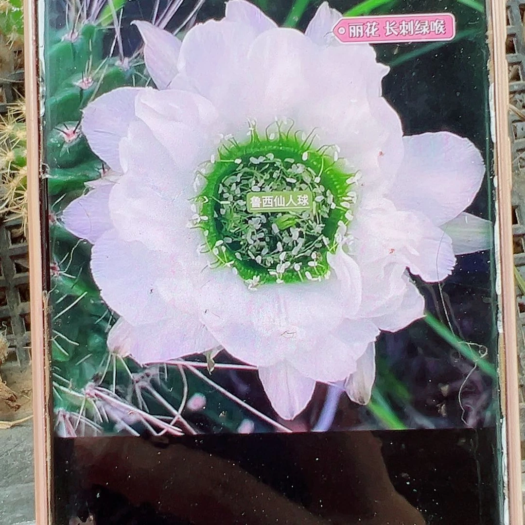 *****长刺绿喉侧芽 20 包邮
