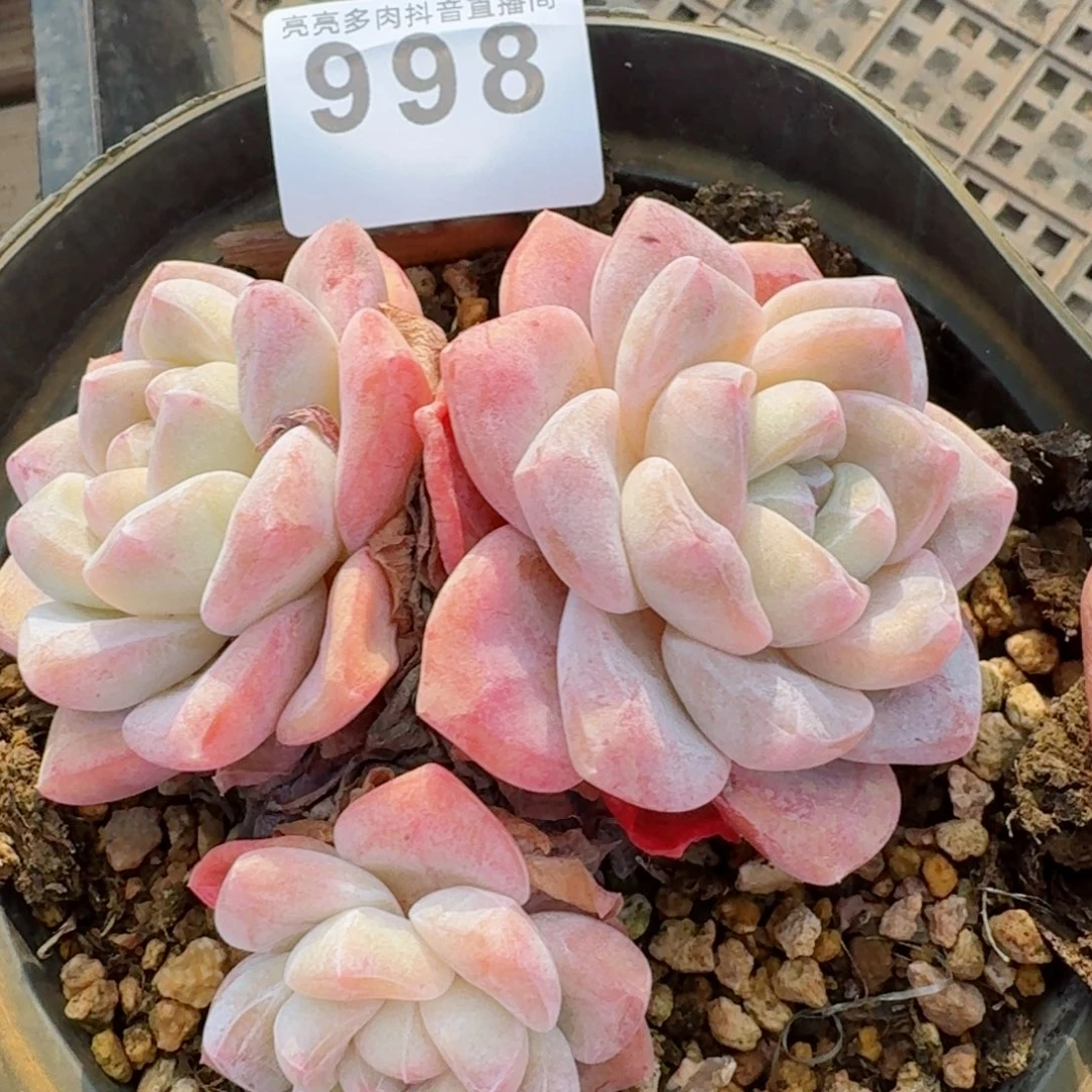 长腿冰玉         精品多肉