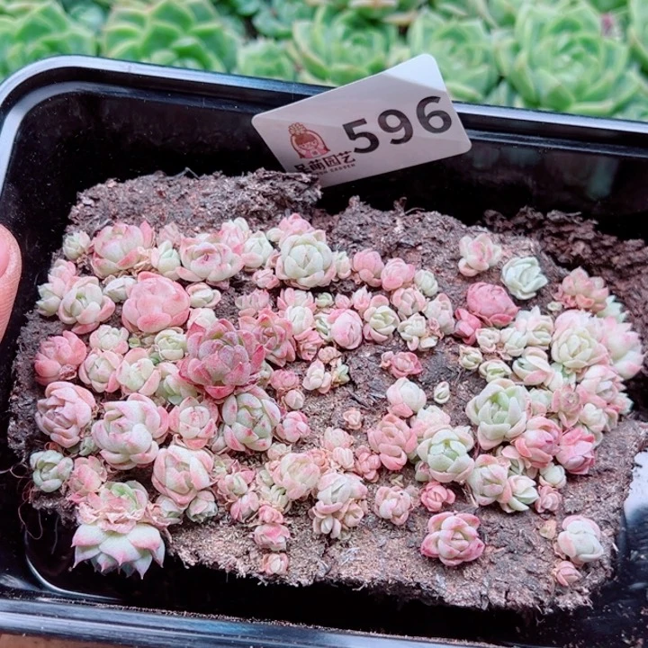 多肉植物多肉植物