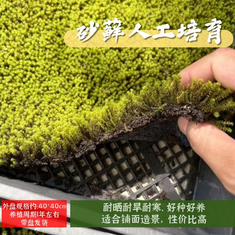 砂藓《1片装》鲜活耐晒耐寒耐旱户外推荐基地直发鲜活苔藓铺面造景1