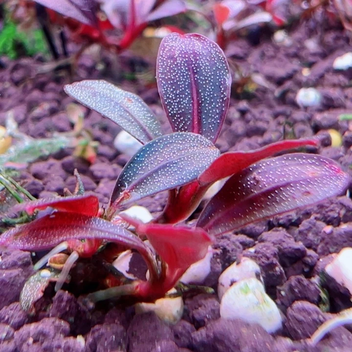 福利35号福利价植物一头