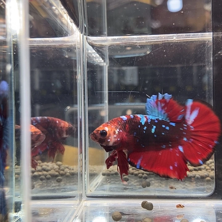 斗鱼黑335号巨斗将军