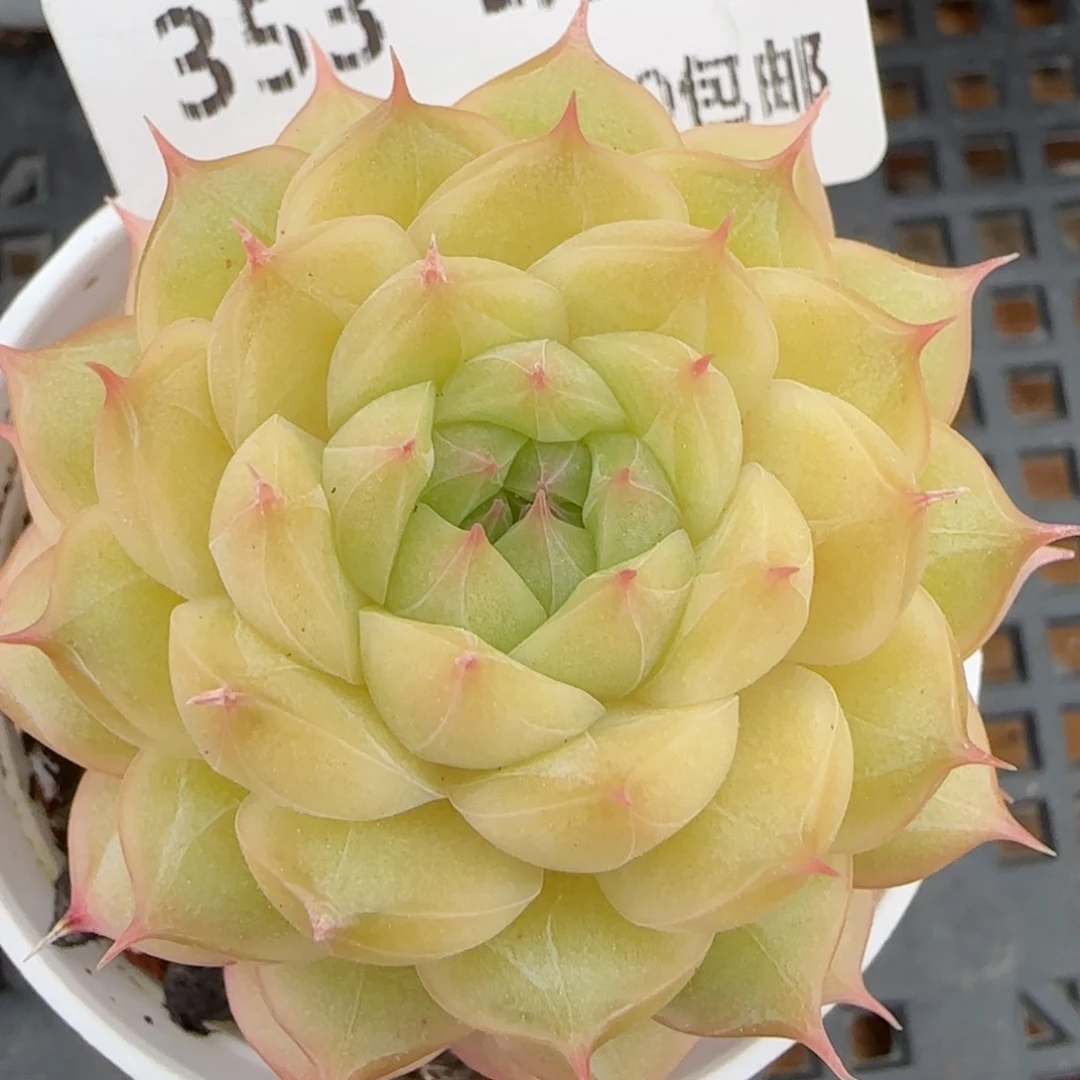 花语逸镜0215-353