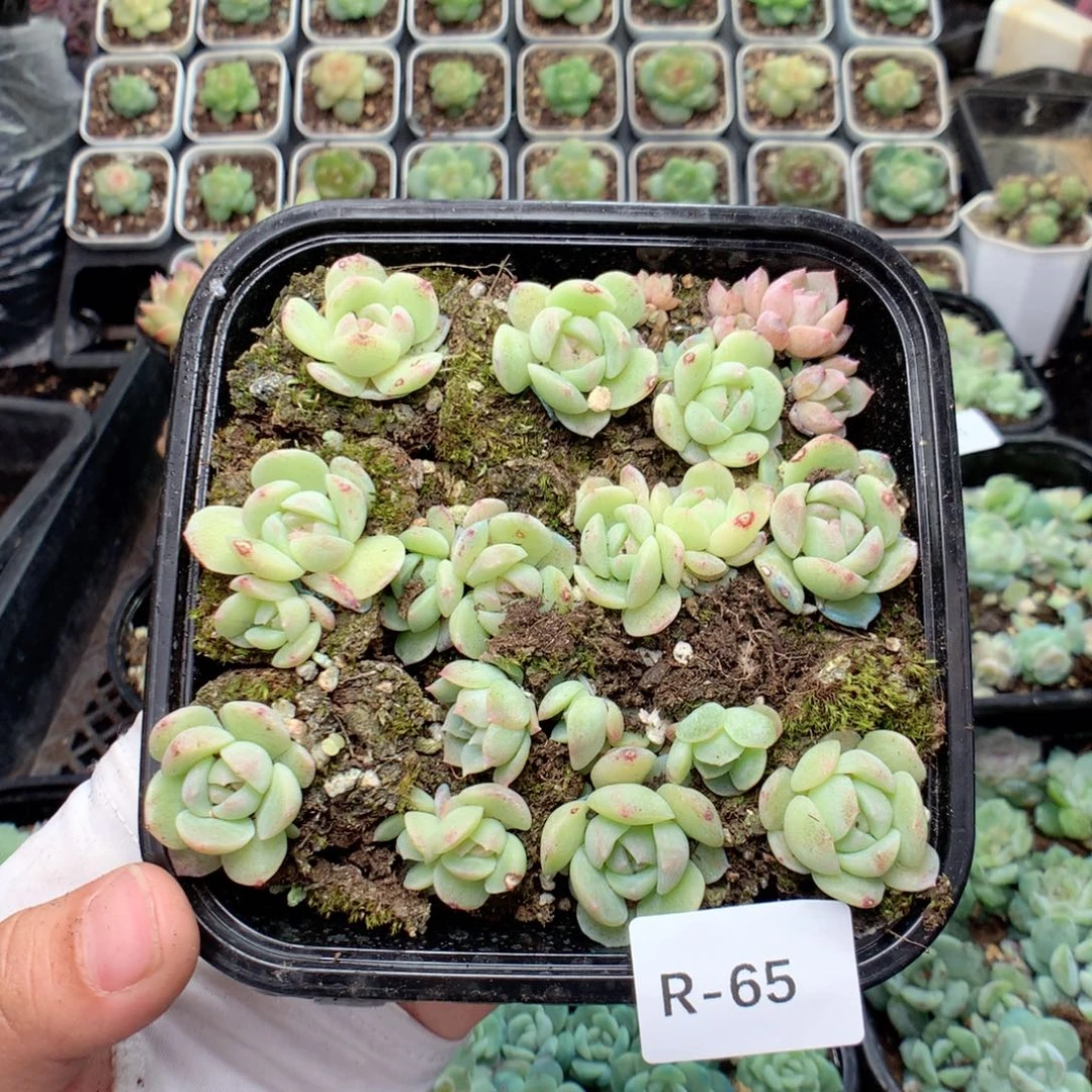 无花朵R65英语英语