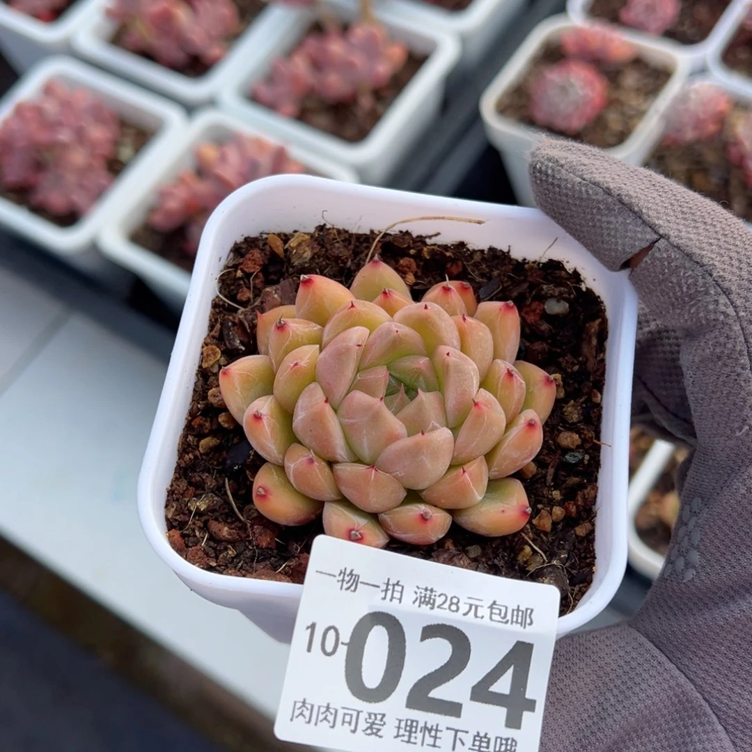 冰山珍妮多肉多肉多肉