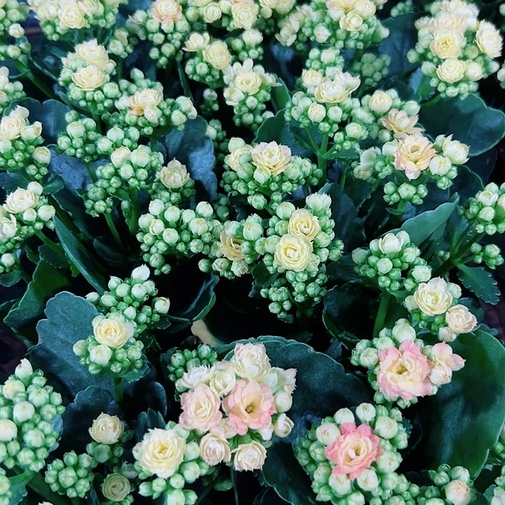 极光长寿花110口径一颗