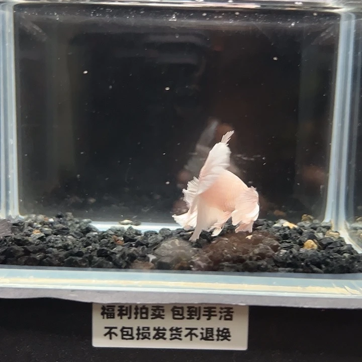 斗鱼一单包邮13日69
