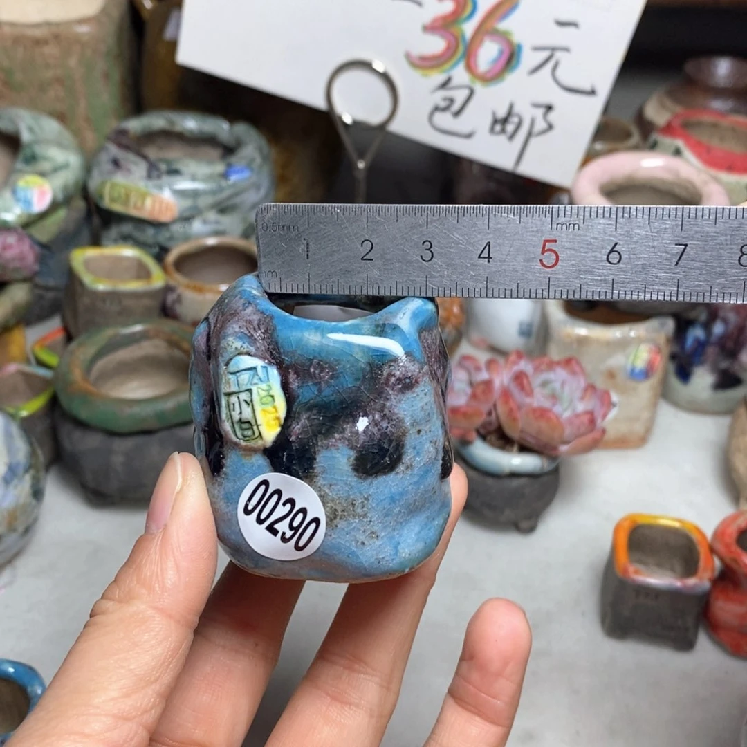 特原价42花盆拍3送一个小礼物