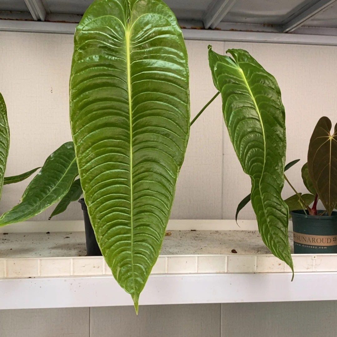 不开花植物火鹤王（47cm）