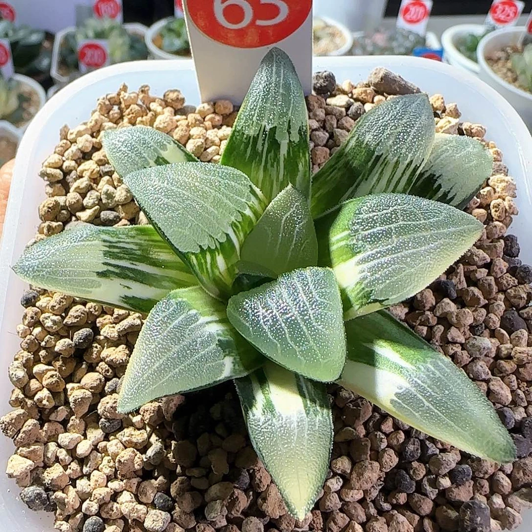 63号朱庇特克锦一物一拍带盆土