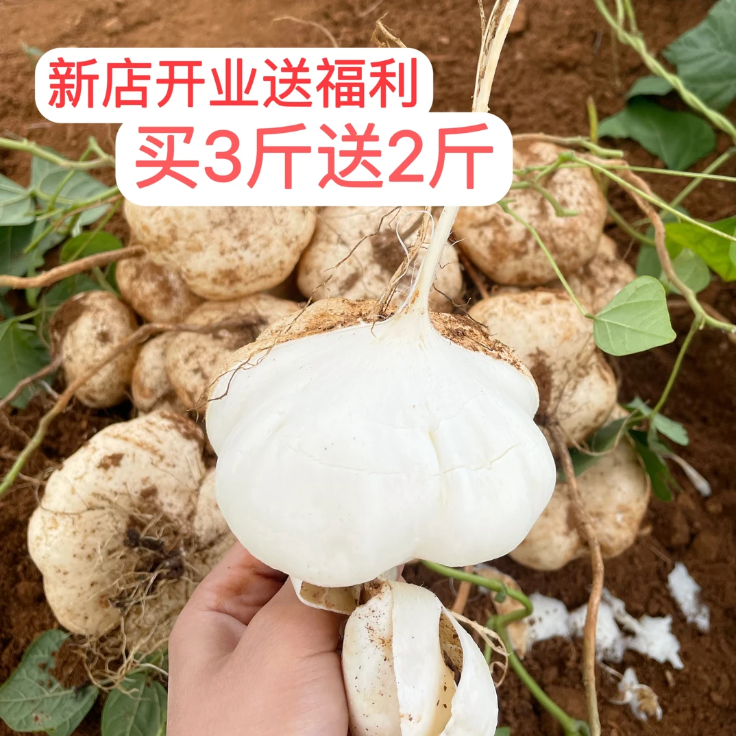 贵州镇宁特产高坡黄泥土地萝卜/凉薯/地瓜 脆甜爽口新鲜现挖现发