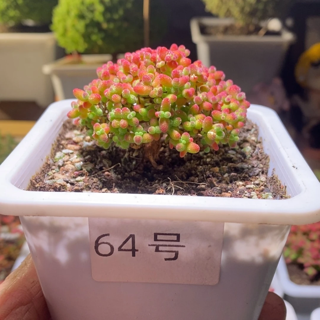 蜜橘带盆土发货一物一拍