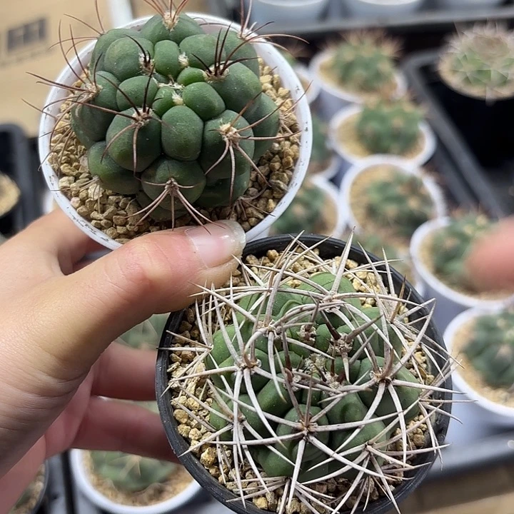 新天地➕碧岩玉组合