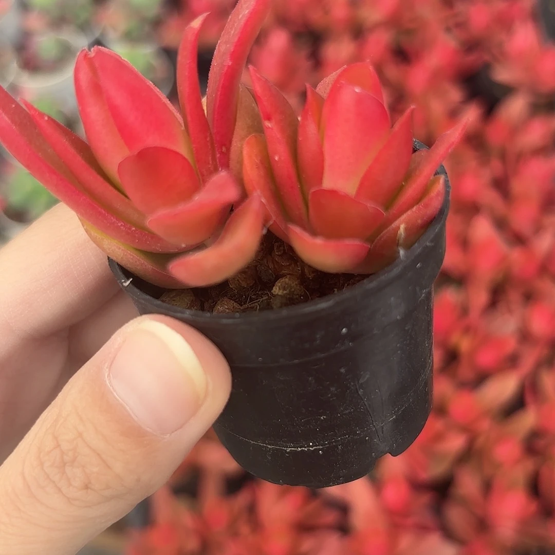 精品火祭多肉植物