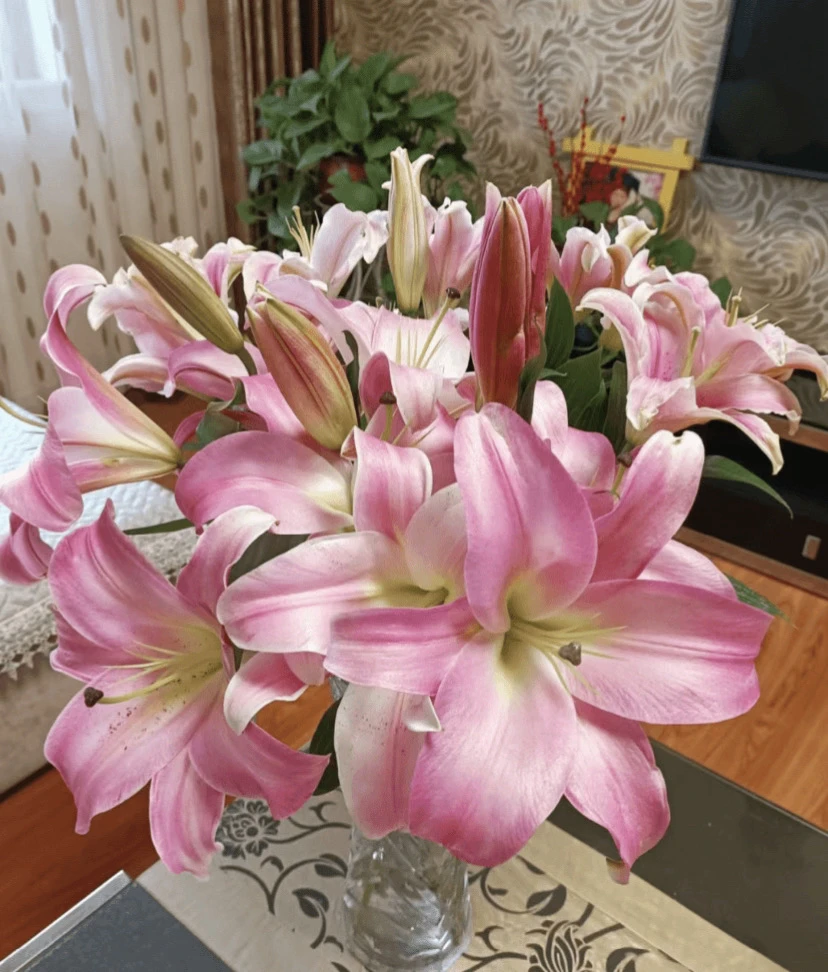 【麦当娜】香水百合东北鲜花基地直发货顺丰包邮鲜花