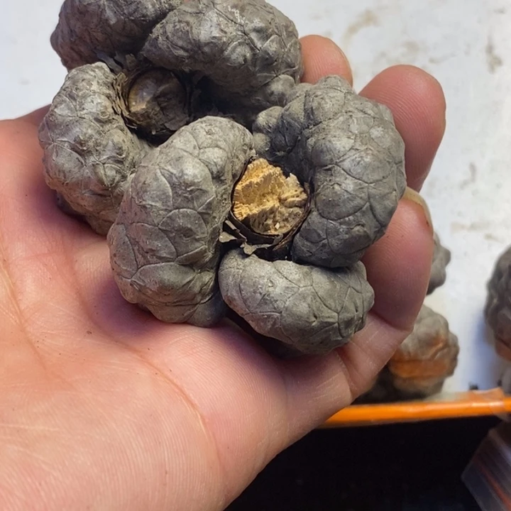 桃核吊坠东北特产14