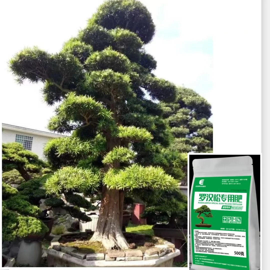 旺景罗汉松专用肥进口原料不烧根种植方法