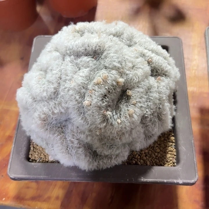 雪***七白云高莎缀仙人球