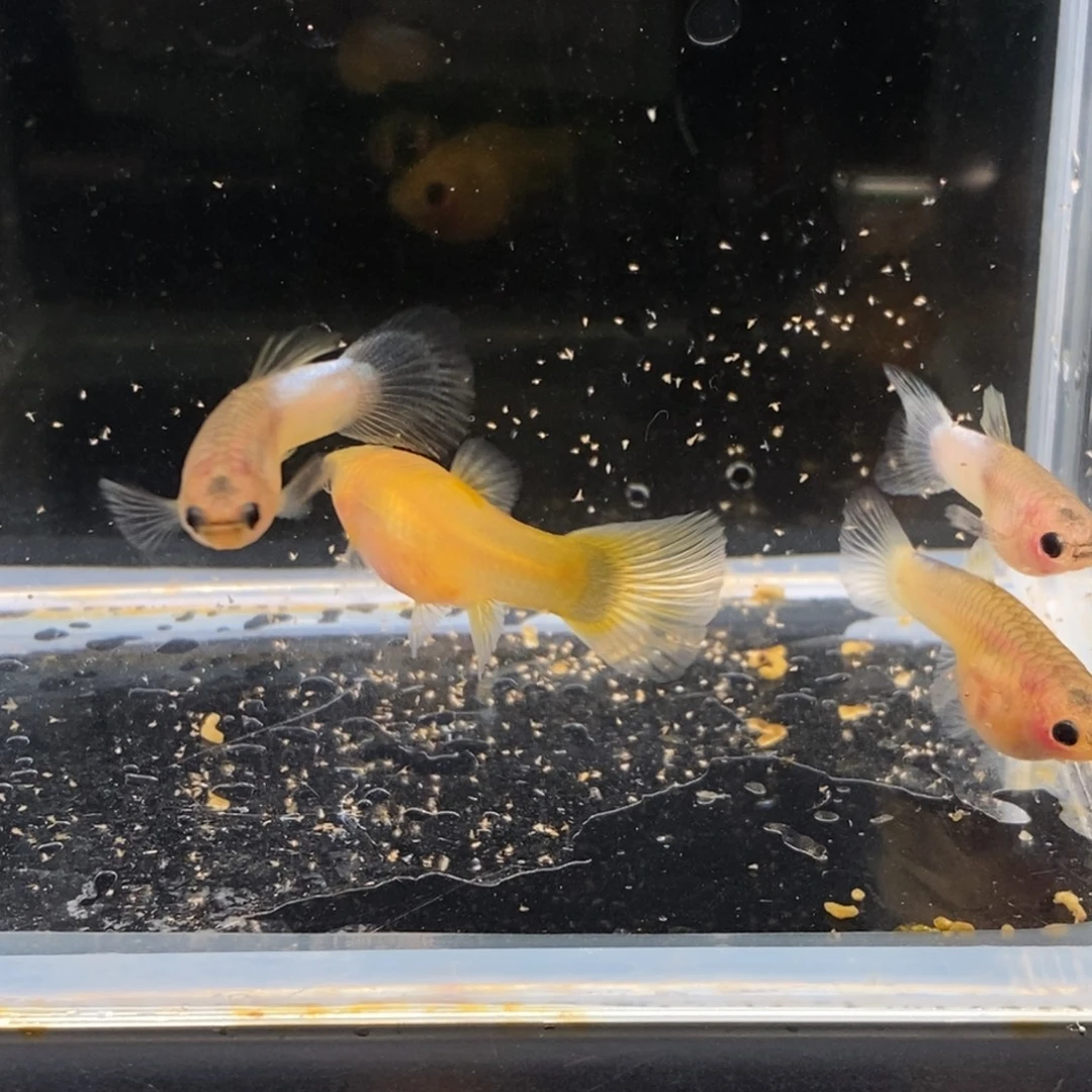 孔雀鱼粉猫两对孔雀鱼