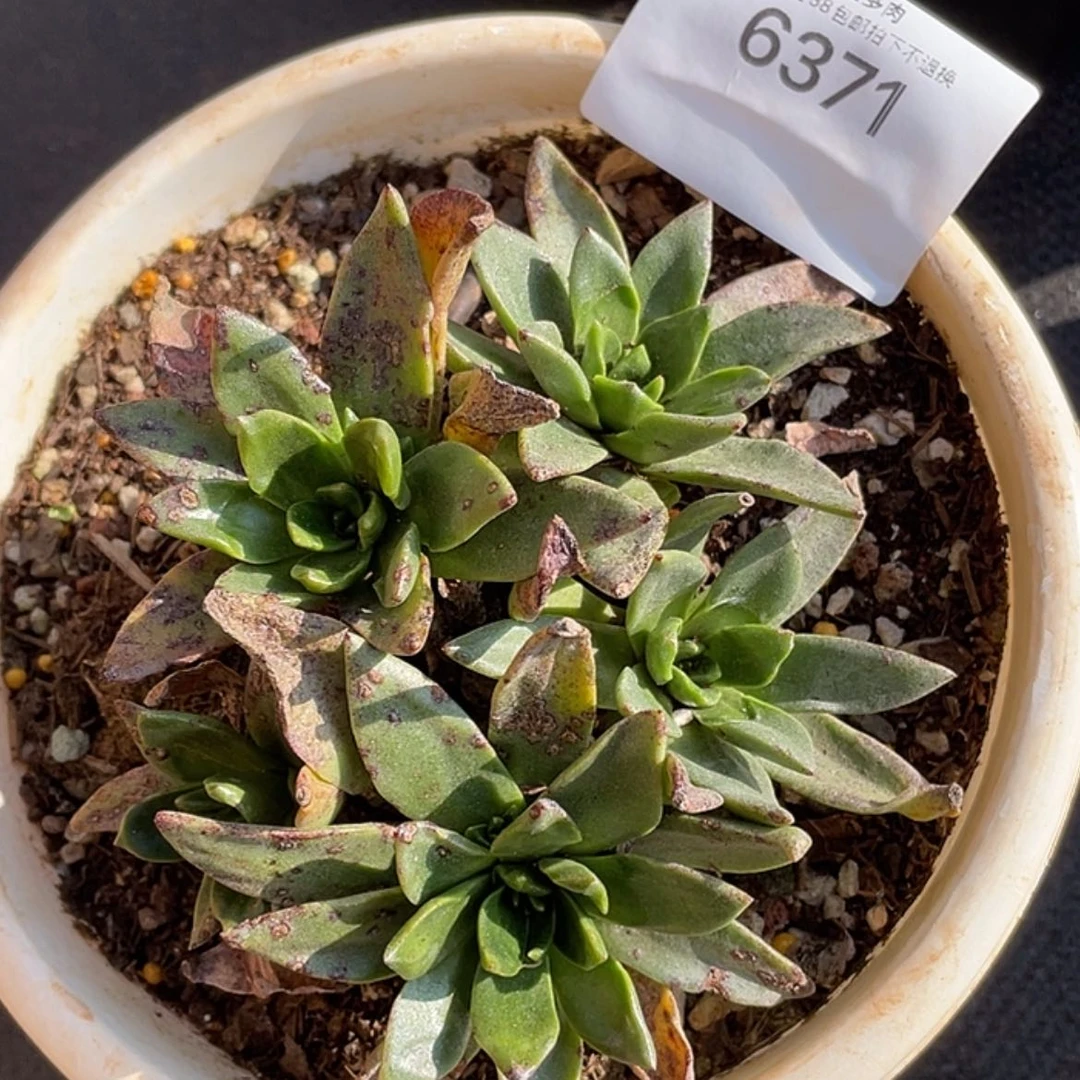 【闪购商品】绿体苹果叶