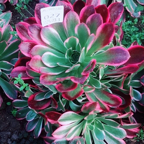 3.5-27皇后多肉植物