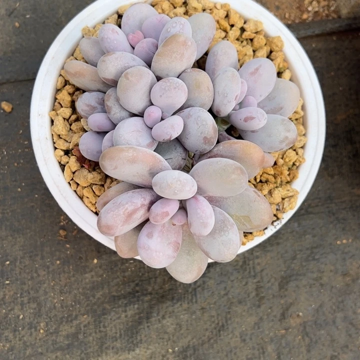 原始奶 群生 夏鸣园艺