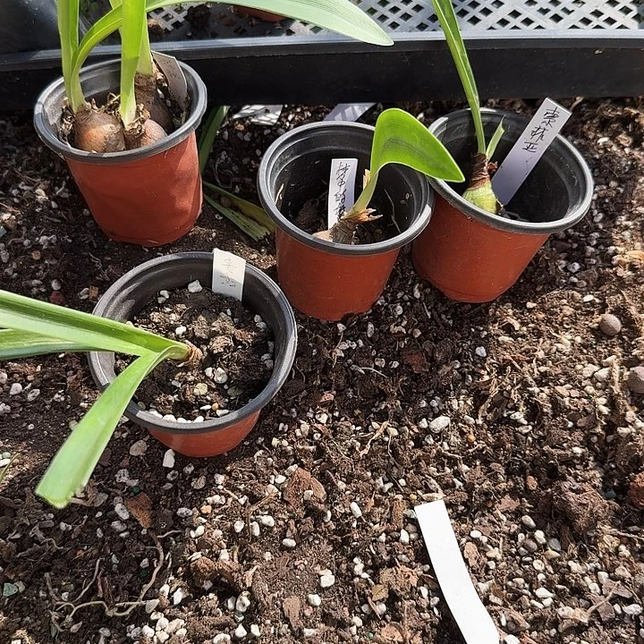 瑞秋3个   梦中的婚礼  索菲亚  贵妇