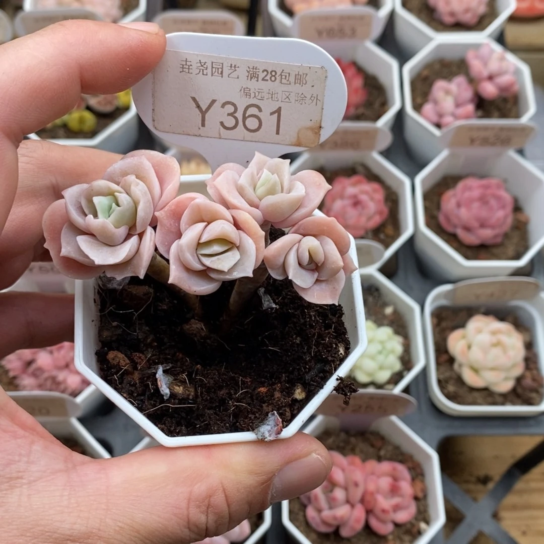 喵***人0361 可爱玫瑰 6.5cm