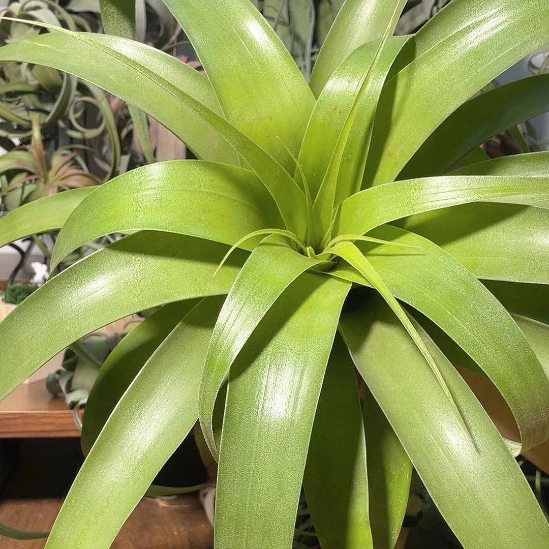 野***菇萨曼纱43号空气凤梨