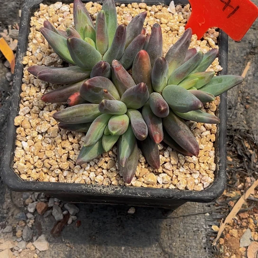 2441号上午多肉植物群生多肉植物