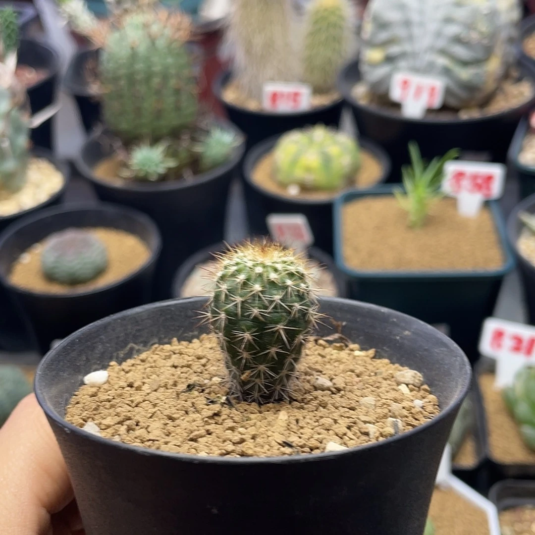 实生节刺尤伯球仙人球