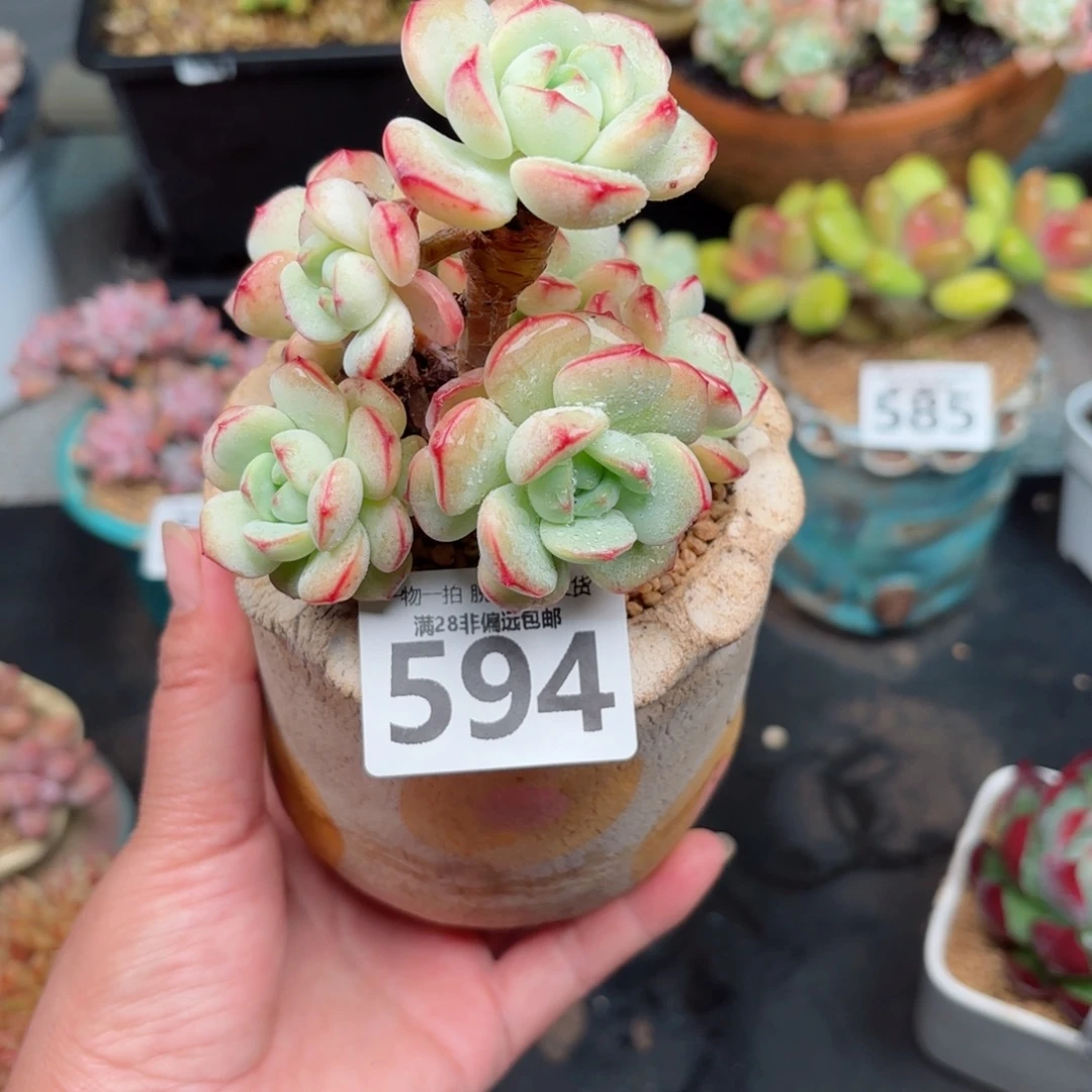香草老桩无盆土发货