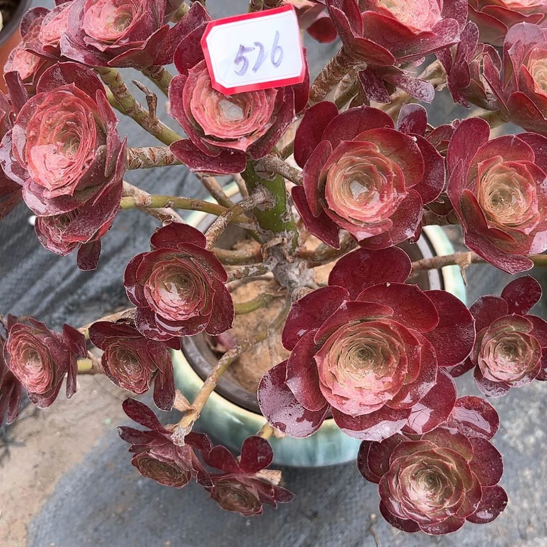 多肉植物526好多肉都
