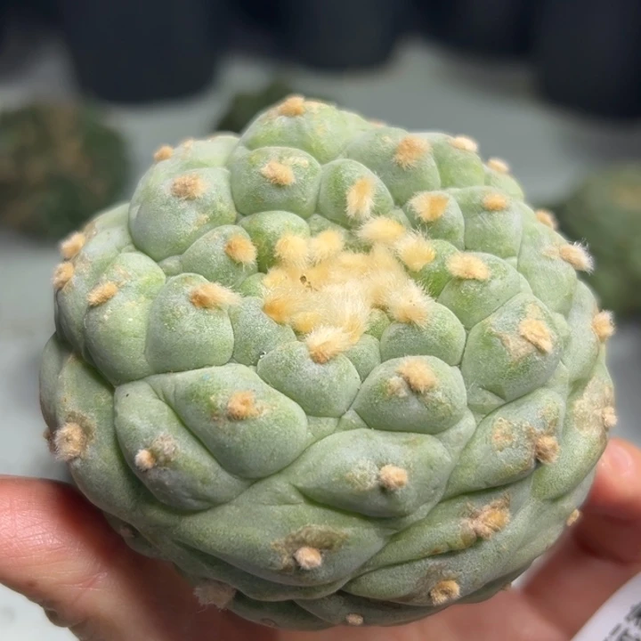 313 可帮发根可发货