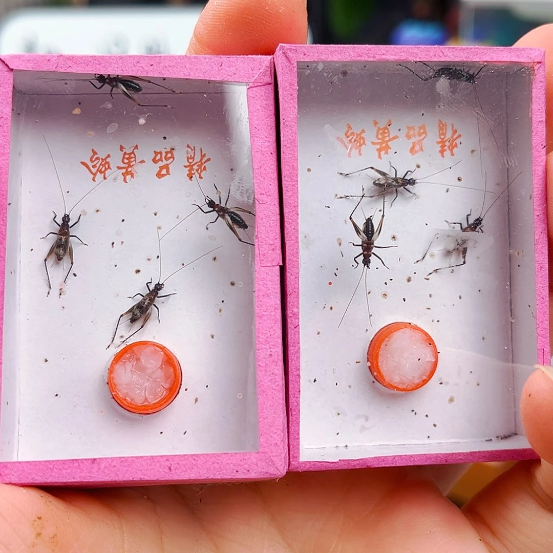 拍 下发两盒墨铃拍拍