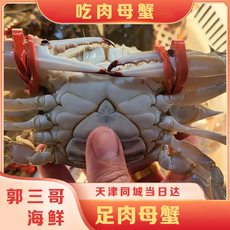 【保鲜不保活】吃肉的母蟹一斤3个单只2-5两 本地渤海湾口感好