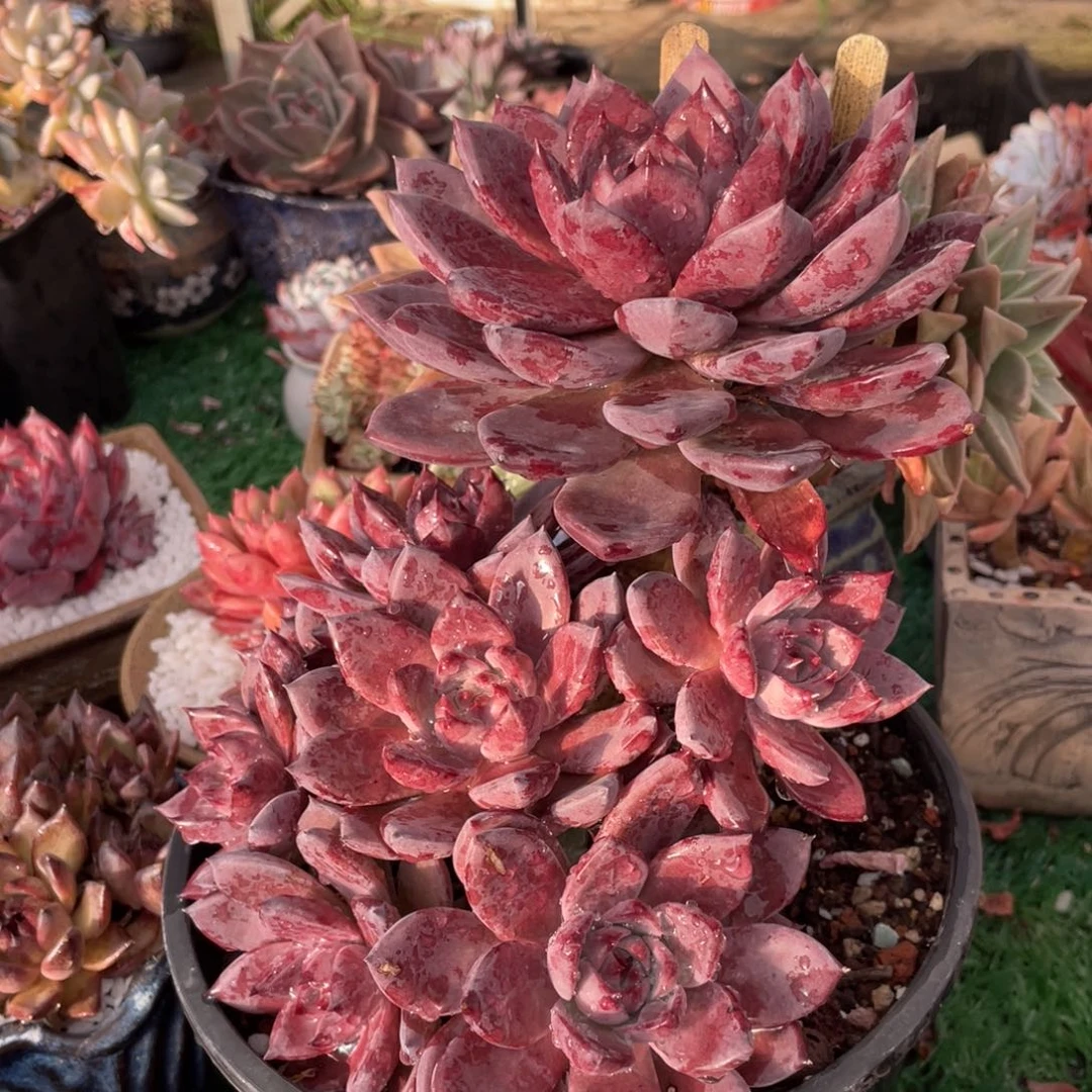 多肉植物盆栽多肉植物