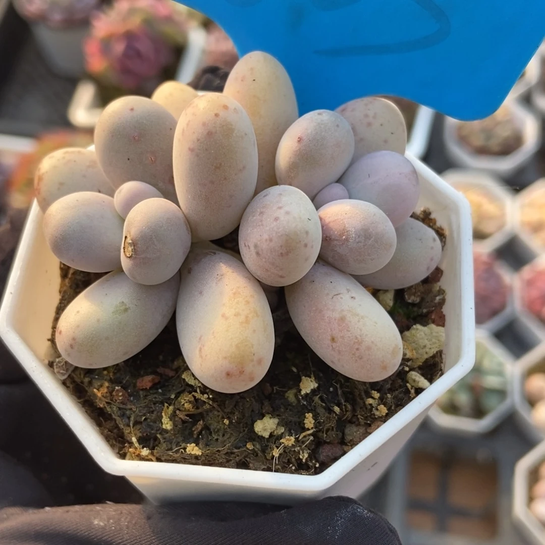 803彩虹奶多肉植物保护