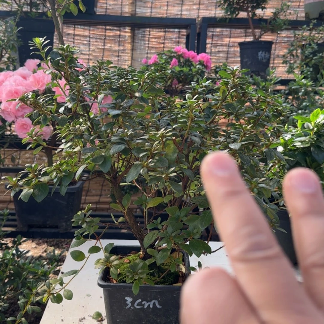 陈***姐完全开放绯梅锦杜鹃