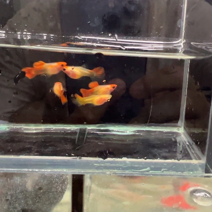 孔雀鱼黄化深海蓝玻璃猫2对送1只