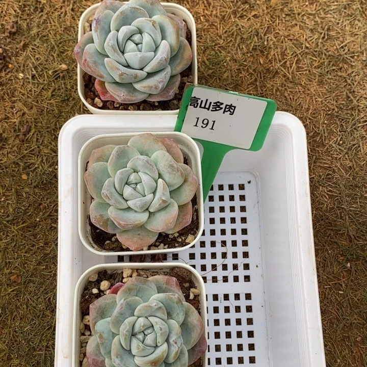 D191- 直播福利 冰玉三颗