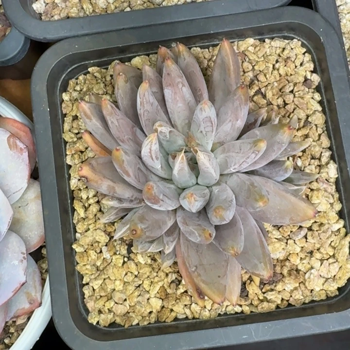 杜丽万新号福利价