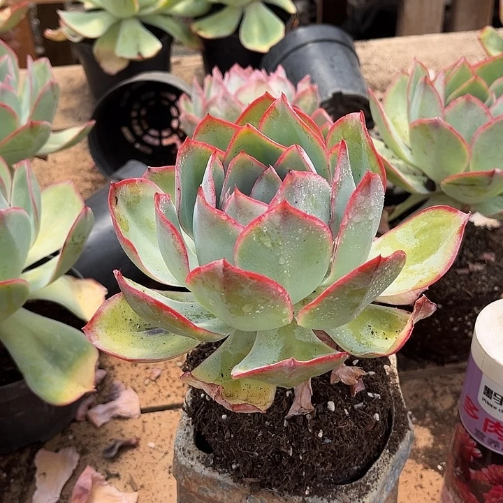 美蓝光9.99多肉植物