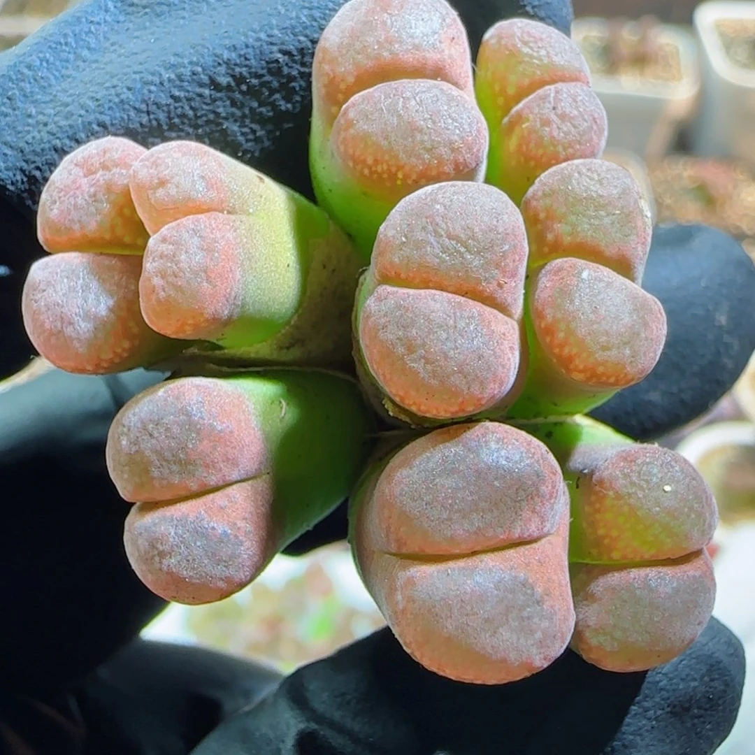 多肉植物漂亮风铃群12号