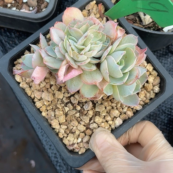 两单包邮，一物一拍99缀