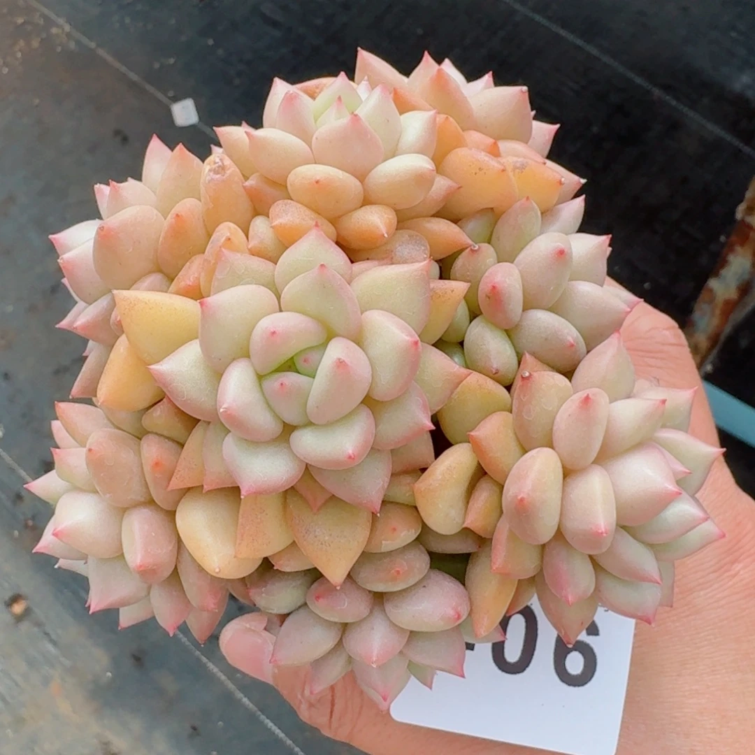 象牙      愿你一路坦途，乘风破浪展宏图