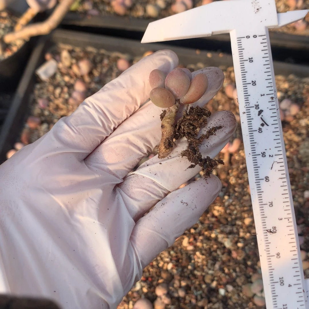 奶酪多肉 奶酪多肉