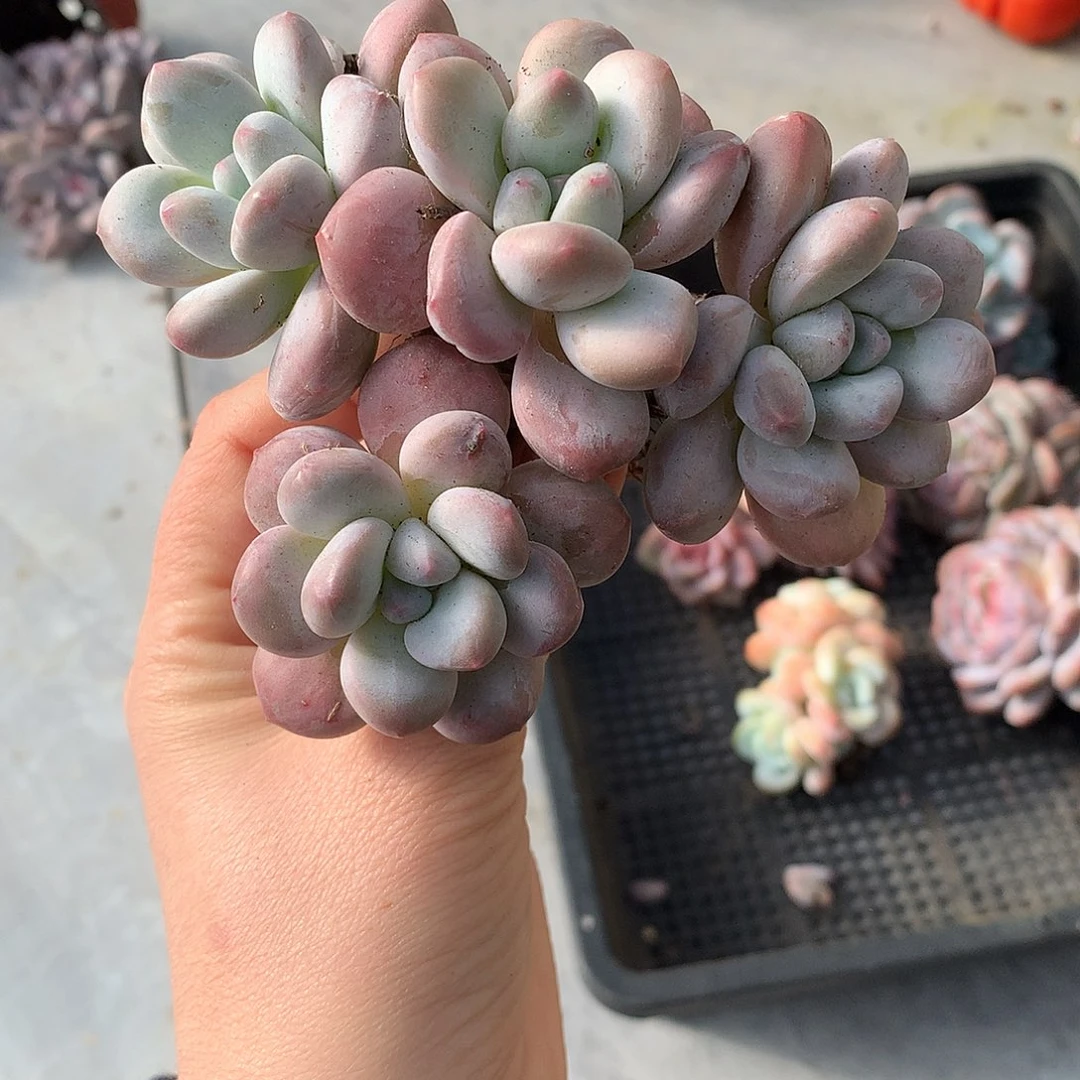 哈哈哈哈哈哈哈哈香水